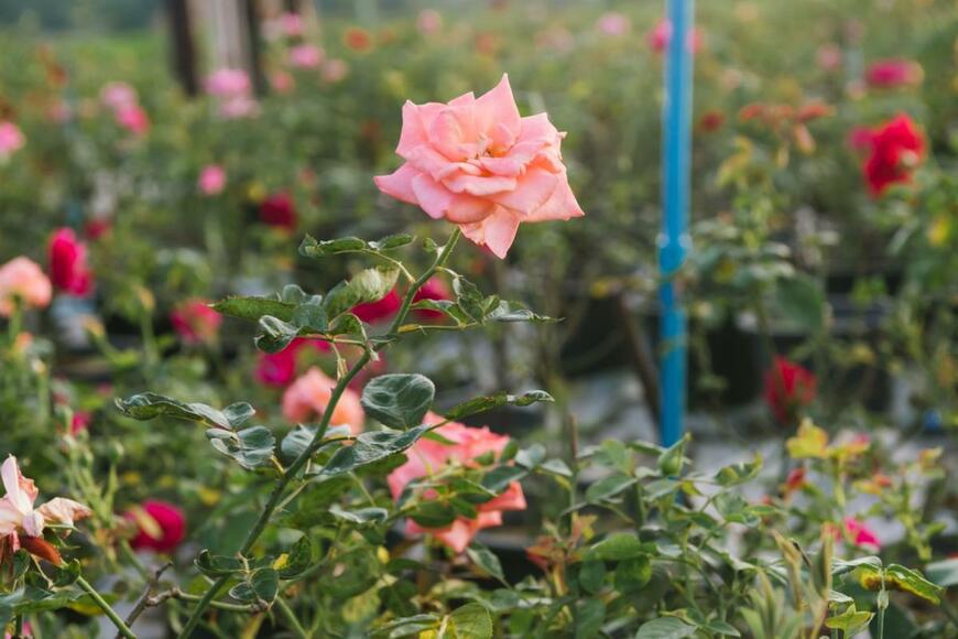 バラの花が咲いている。色はアプリコットオレンジ