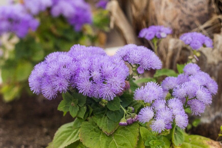 薄紫のアゲラタムの花