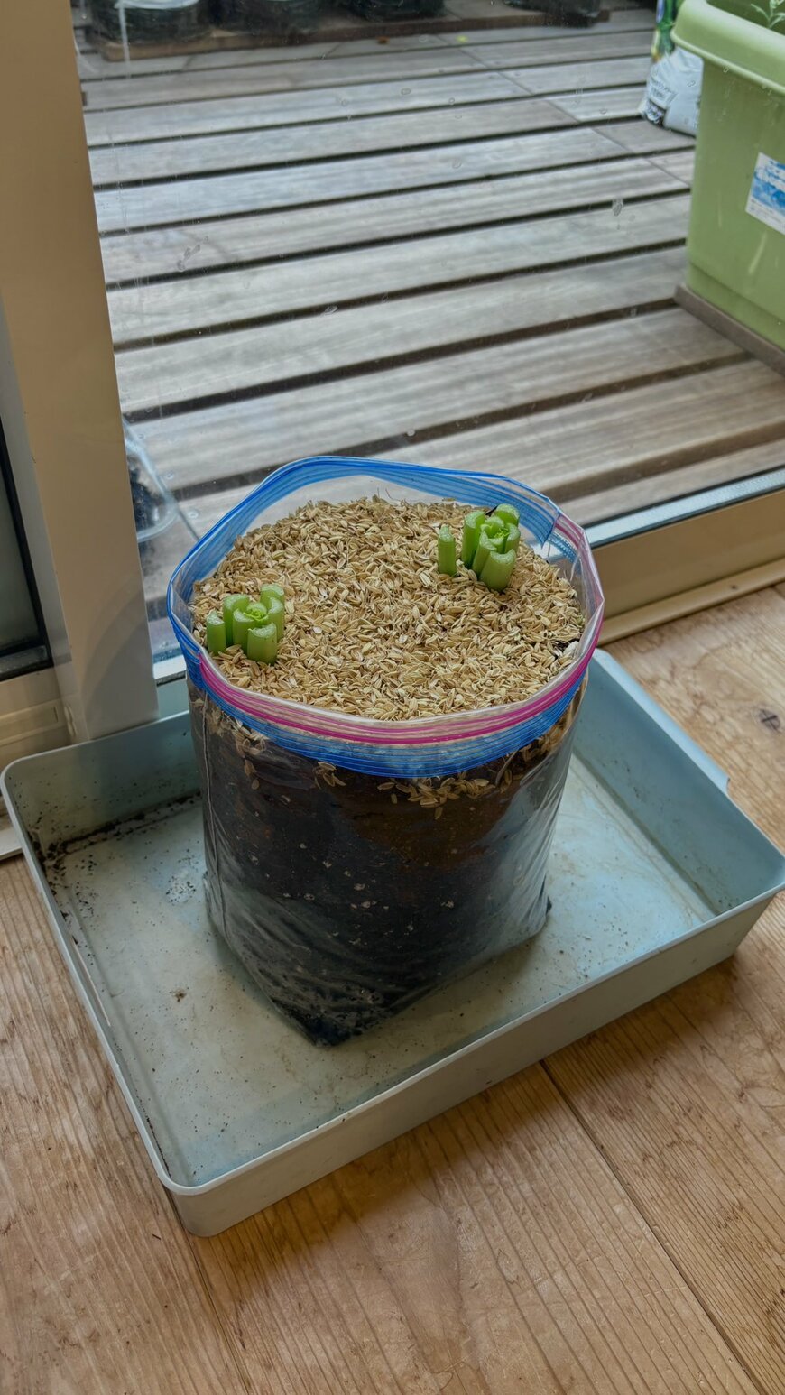 ジップロックの中に植えられた小松菜の根っこ