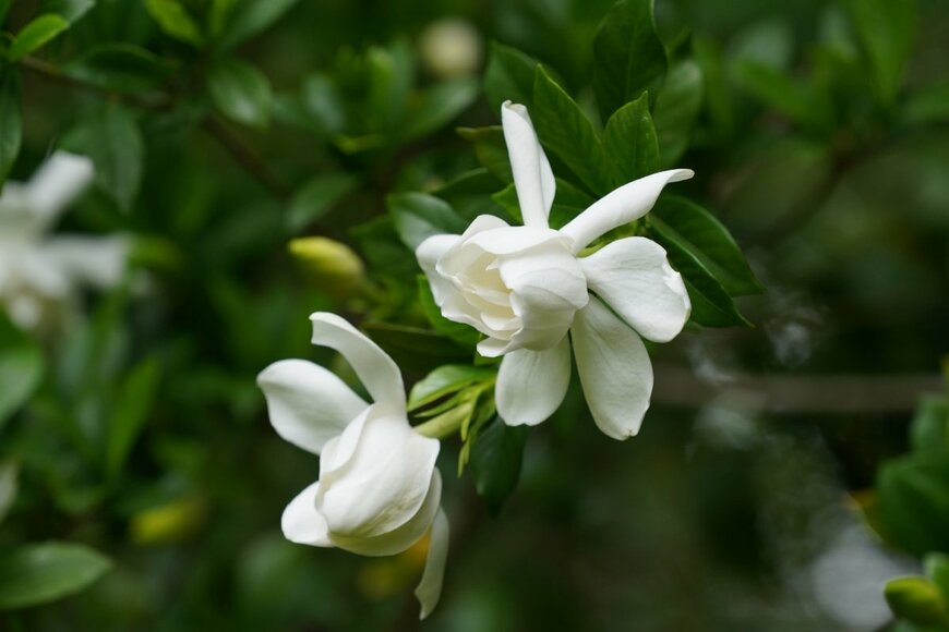 クチナシが咲いている。花の色は白、葉は深い緑