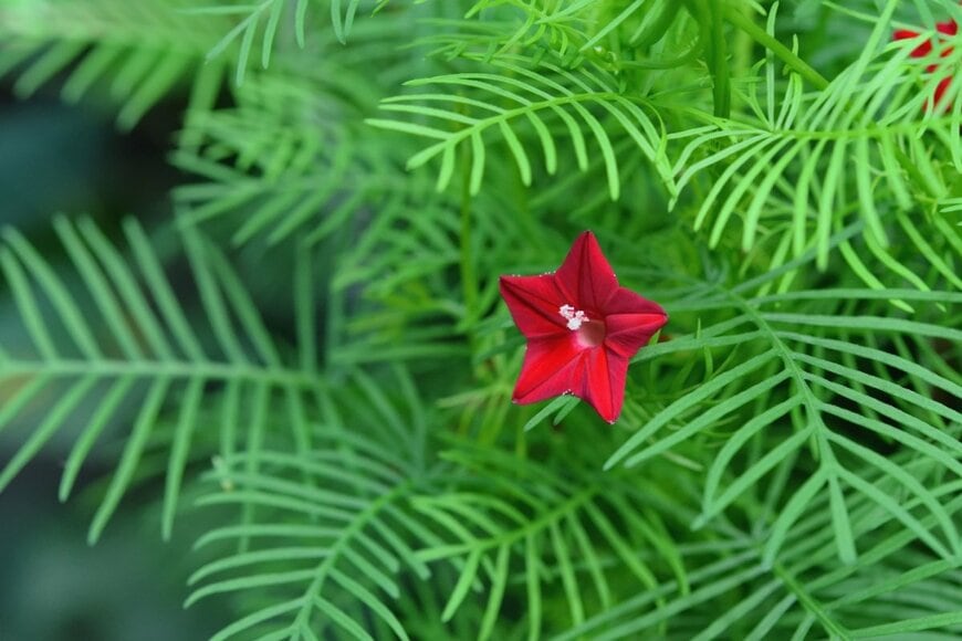 赤い花を咲かせている、ルコウソウ