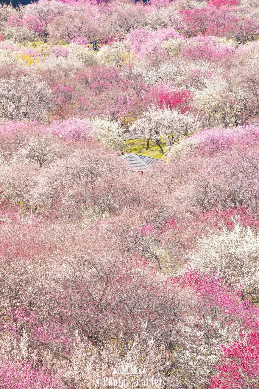 色彩豊かで壮大な梅林