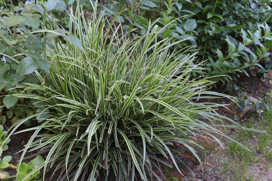 【写真6】カレックス