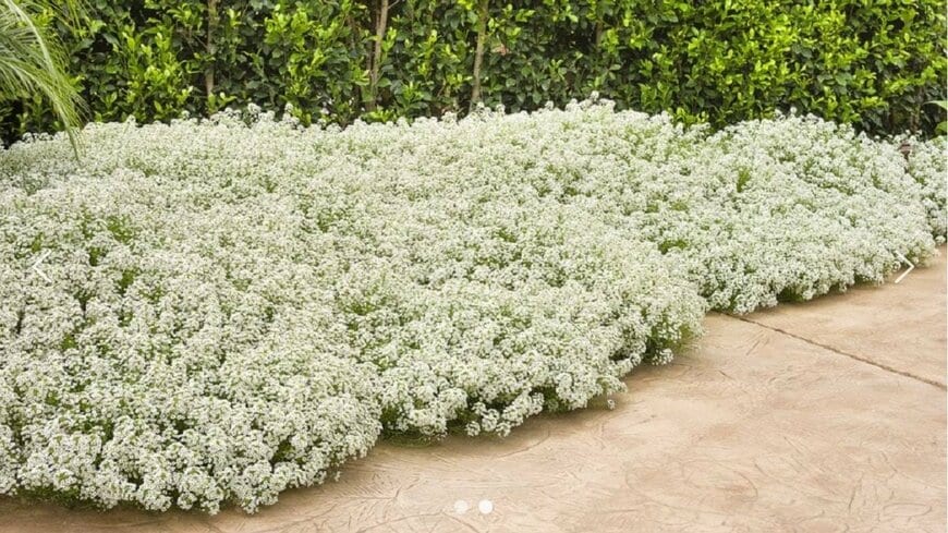 PROVEN WINNERS(プルーブンウィナーズ) スーパーアリッサム