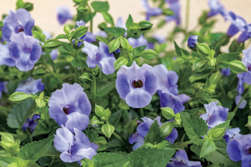 出所：サントリーフラワーズ　サマーミスト