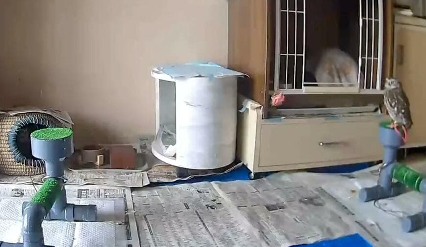 投稿動画のワンシーン