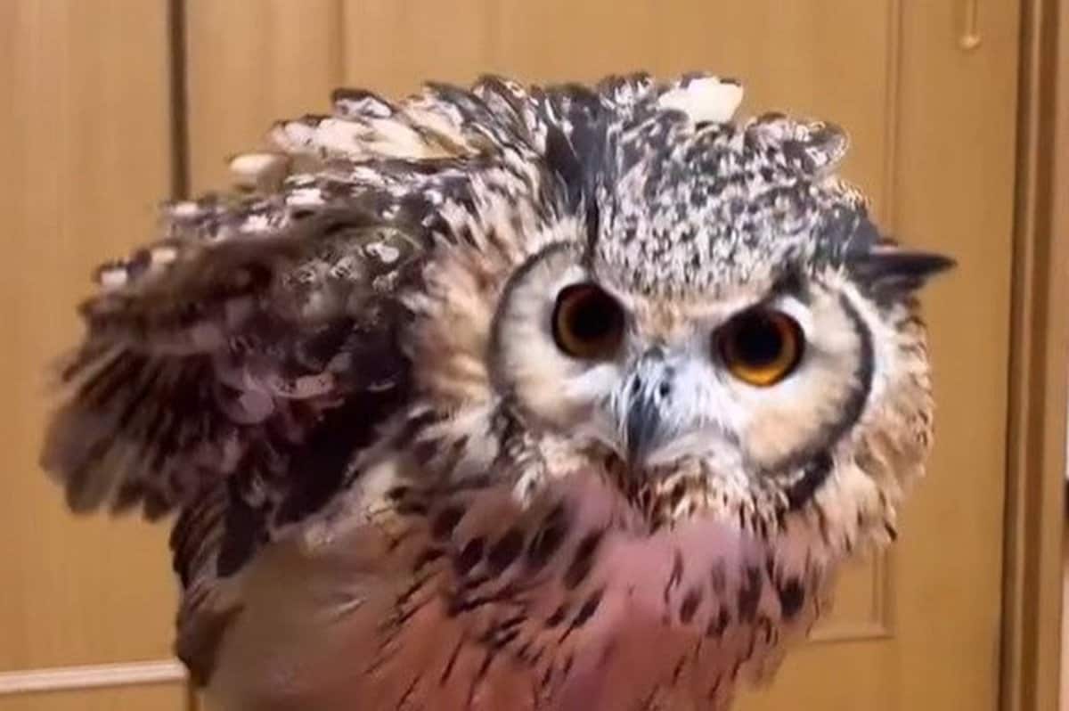 リラックスしている「フクロウの姿」に思わず二度見 自信たっぷりの