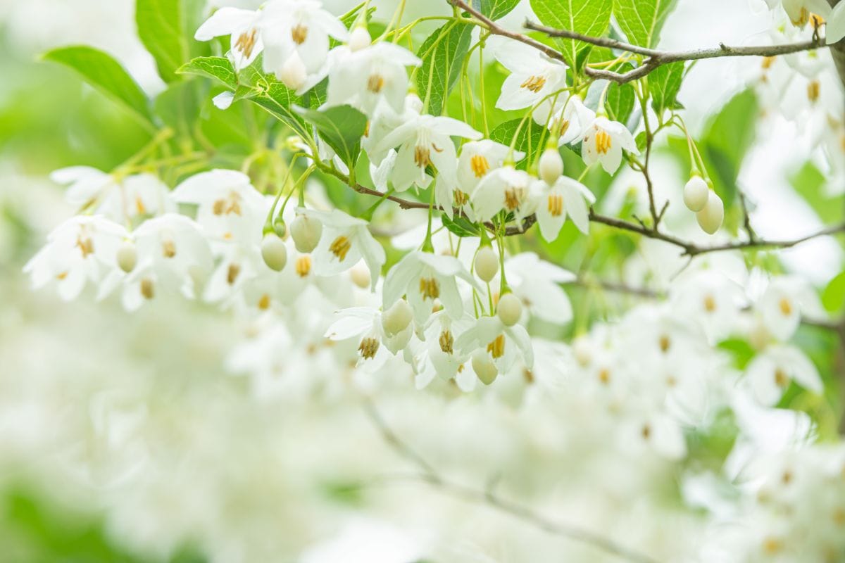 写真 | 【初夏に白い花が咲くシンボルツリー】いい香りの花が咲く低木2