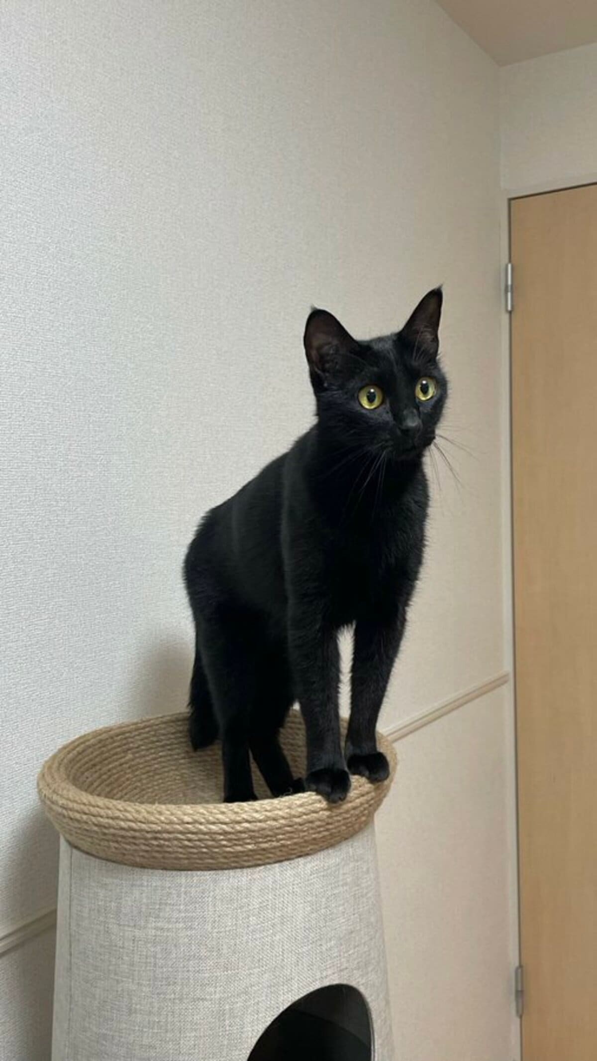 滅多に観測できない肉球直列」を見せた猫ちゃん 「4連球」が