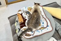 寝室に向かおうとした「猫の飼い主」　正面から見た猫の顔に「こんなの見たら動けない」