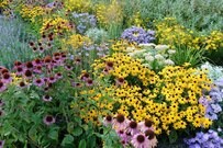 【ガーデニング】多年草メインで手間いらず「ペレニアルガーデン」って初心者向け？魅力＆おすすめの多年草5選を紹介