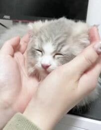 「こんなに触らせてくれる子になるなんて」飼い主さんになでられて〈とろける子猫ちゃん〉が可愛すぎ