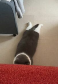 仕事中「静かだな」と思ったら…猫ちゃんの様子に思わずホッコリ