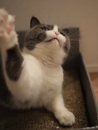 猫と遊んでいると、だんだん…「怠惰」になる様子に笑ってしまう