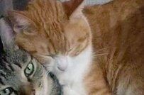 「意地でも離れニャイ」元保護猫、大好きな兄猫の上で爆睡し反響