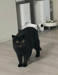 食欲が落ちて心配な猫ちゃん…→まさかのルーティン風景に「動きを見ると大丈夫そう」