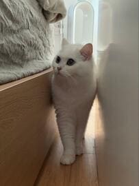 正月前に気が早い猫！？「つきたてのお餅」にしか見えない姿に思わず笑ってしまう