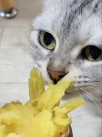 【これは譲れニャい！】飼い主のさつまいもを味見した猫ちゃん　意外な行動にSNSユーザーも驚愕