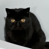 【いつの間に】ちょこまかどこにでも入ってしまう猫ちゃん　「気付くといる」その視線にドキッ