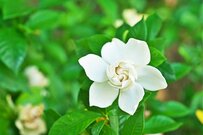 【アジサイだけじゃない】梅雨シーズンに咲く美しい花《低木・多年草3選》