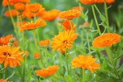 「今が植えどき」長く楽しめてオシャレな《秋植え多年草＆一年草》10選！初心者でも育てやすい