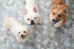 「陰キャ犬のオフ会の過ごし方」　まるで人間のような「ワンちゃんの様子」に思わず笑ってしまう