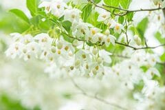 【初夏に白い花が咲くシンボルツリー】いい香りの花が咲く低木2選＆成長ゆっくりな高木2選