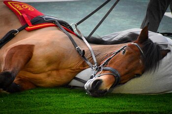 写真 | JRA・中京競馬場で撮影された「ビーズクッションでくつろぐ馬 ...