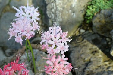 ガーデニング】もうすぐ植え付け適期！夏に植えて秋に花咲く球根植物3選 | 3ページ目 | LIMO | くらしとお金の経済メディア