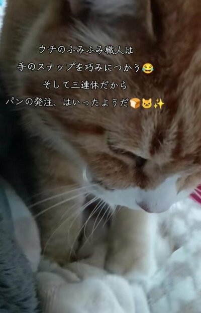 毛布をふみふみする様子はまるで「パン職人」