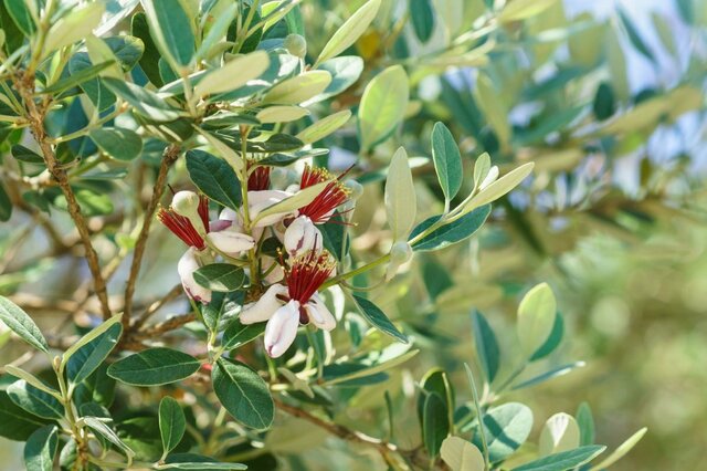狭い庭やベランダに置く【目隠し常緑樹】プランターOK！虫がつきにくい＆ローメンテな庭木3選