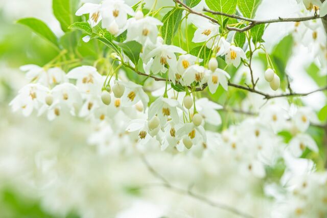 【初夏に白い花が咲くシンボルツリー】いい香りの花が咲く低木2選＆成長ゆっくりな高木2選
