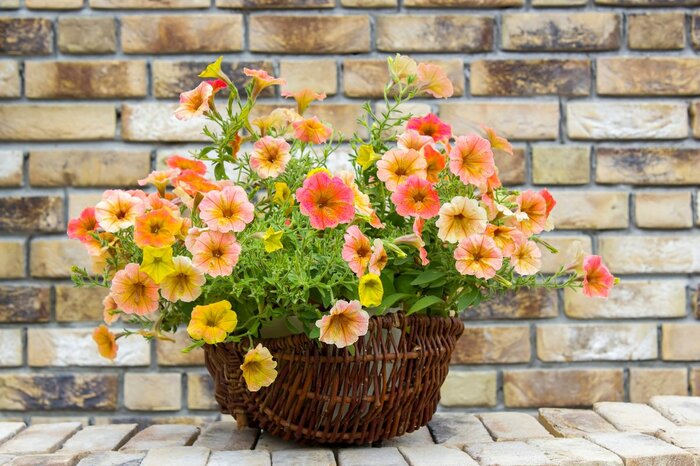 Mira Drozdowski/Shutterstock.com