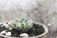 【多肉植物】寒さで枯れる本当の理由とは？冬でも屋外で育てられるオススメ多肉植物を紹介