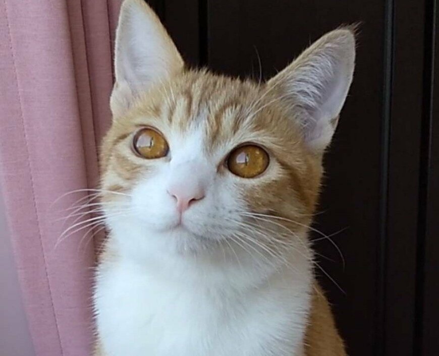 出所：@mero627puri914