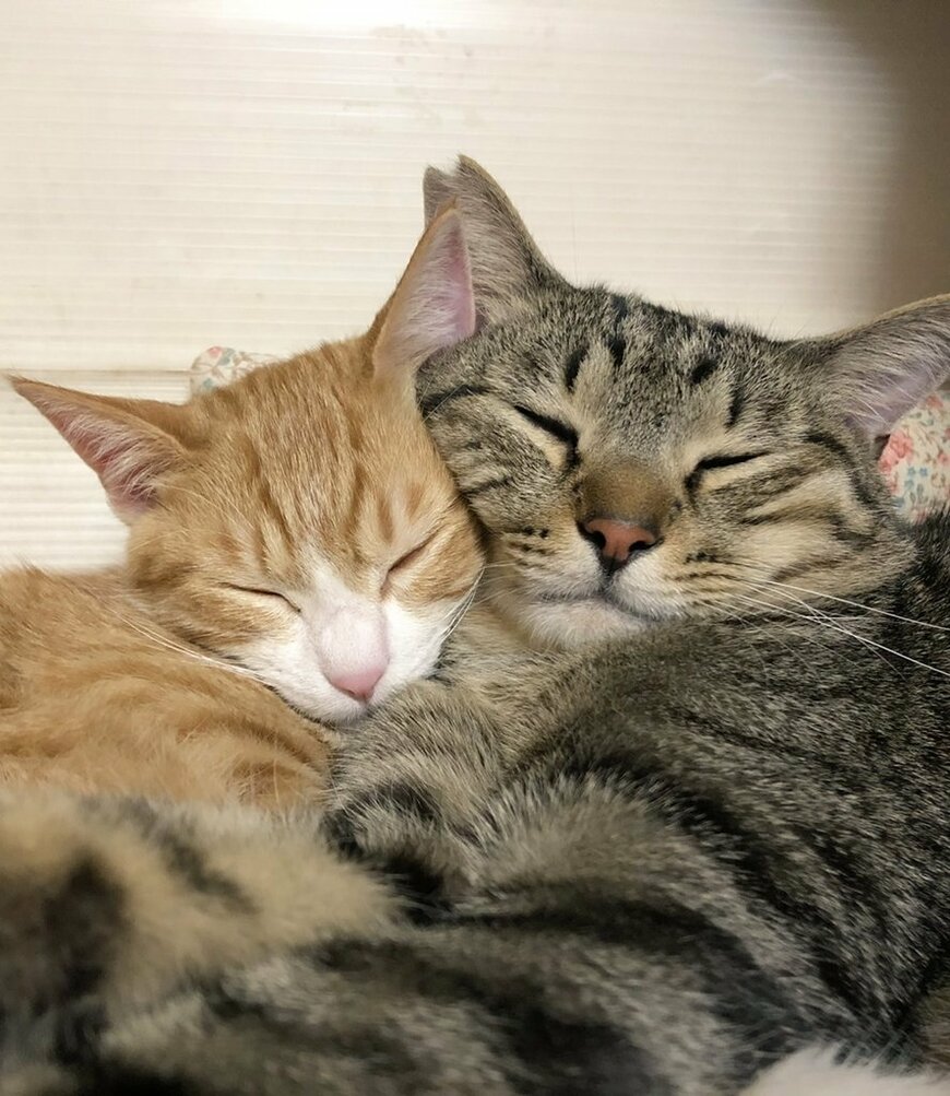 出所：@mero627puri914