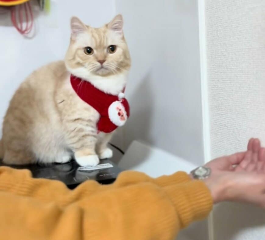 「母の腰が壊れる前に…」懇願する飼い主に猫が示した反応は？意外な展開に目を疑う