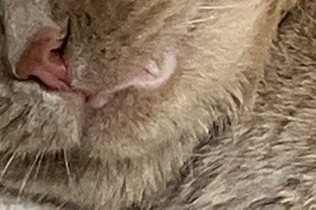 出所：@TsunaIsCat