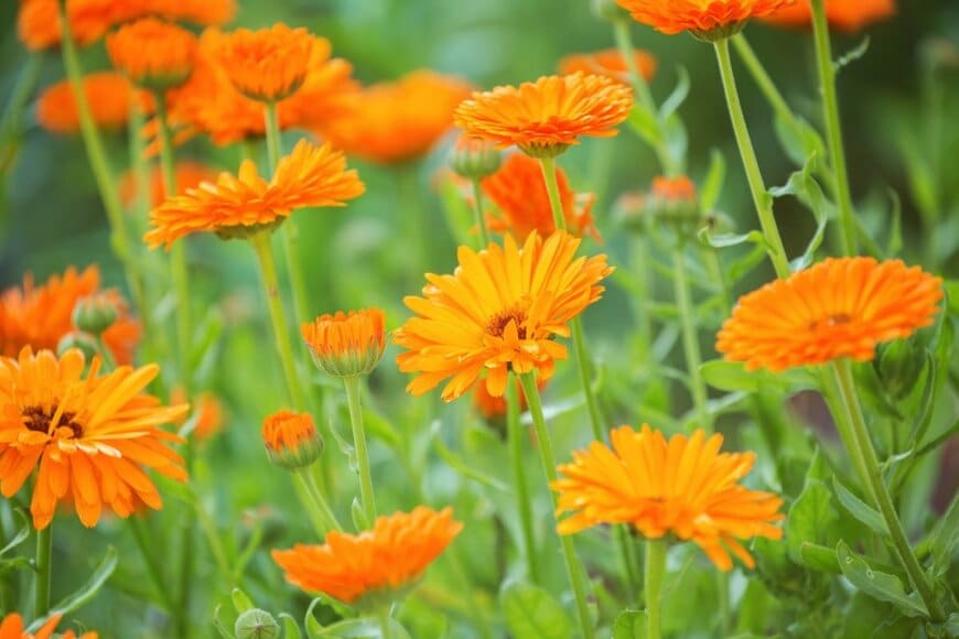 「今が植えどき」長く楽しめてオシャレな《秋植え多年草＆一年草》10選！初心者でも育てやすい
