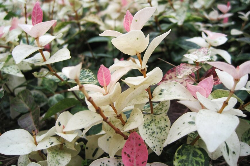 meiko_KODAKA/shutterstock.com