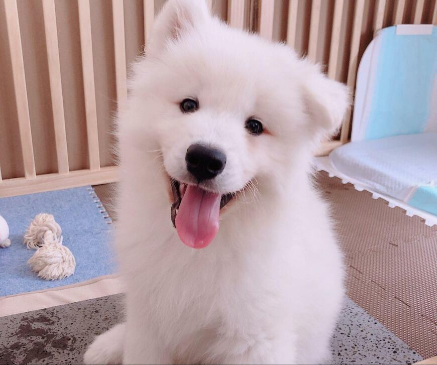 出所：@samoedsoran