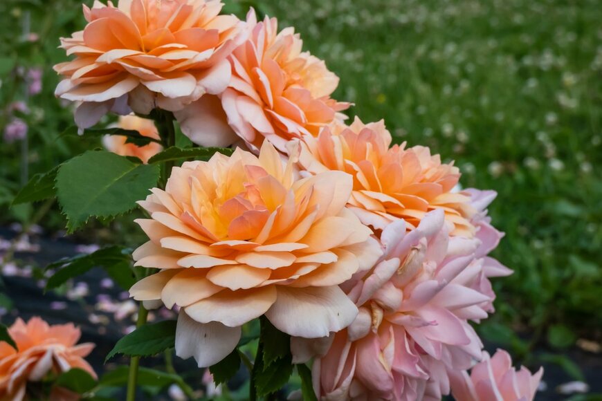 Kristine Rad/Shutterstock.com