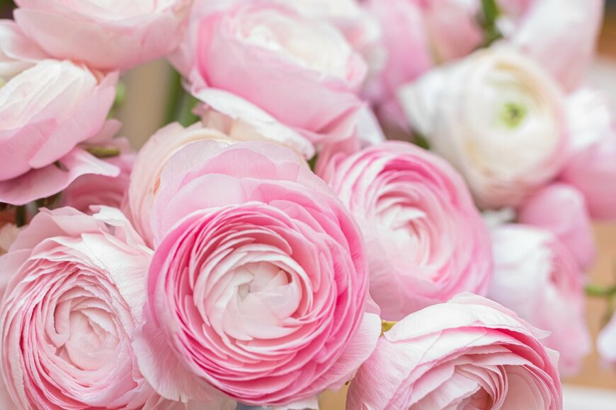 ラナンキュラス（Naletova Elena/Shutterstock.com）