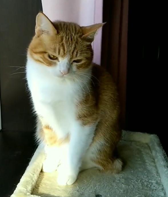 出所：@mero627puri914