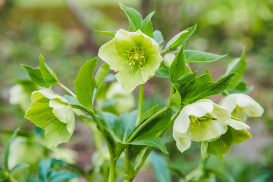 【ガーデニング】庭がときめく「多年草・最強7選」お洒落な花壇で育てたい草花