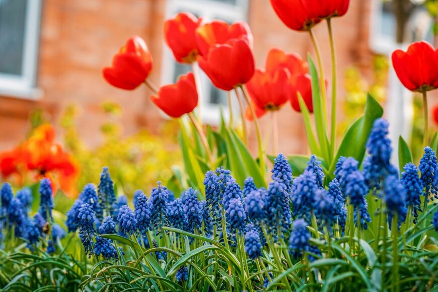 【ガーデニング】手軽に楽しむ春の花〈芽出し球根〉8選！植えっぱなしOKの植物もご紹介します