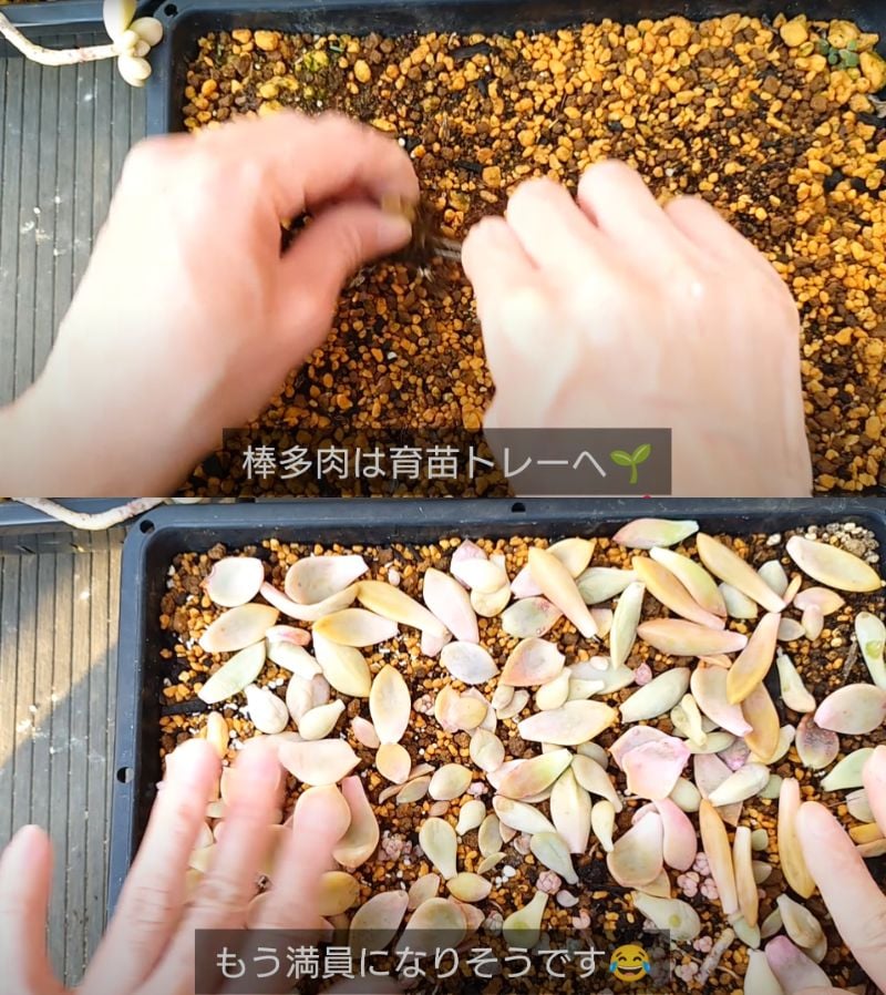 出所：@chachaの多肉事