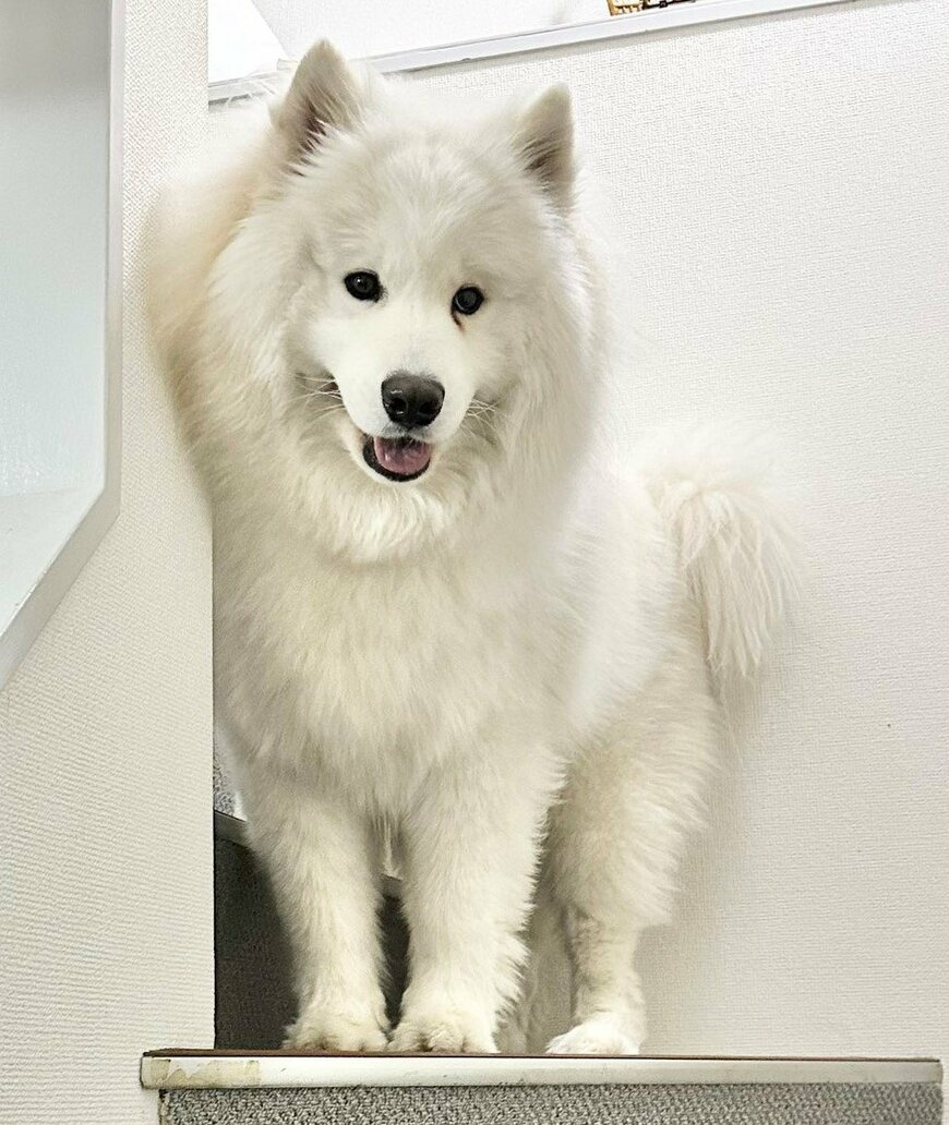 出所：@samoedsoran