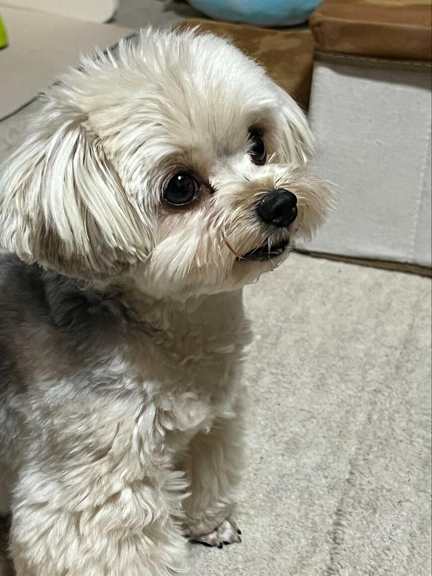 「あれ！舌出てない！」と盛り上がっていると…　犬のまさかの様子にホッコリ