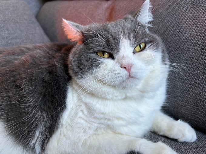 【タンクトップ猫？】ふわふわゆるーい猫が背中を見せたら→ストイックな姿に二度見！